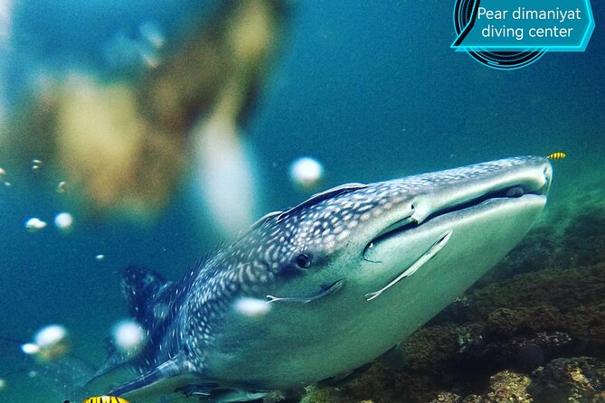 Scuba Diving Trips to Dimaniyat Islands - How Snorkeling vs Scuba Plays Out on This Trip