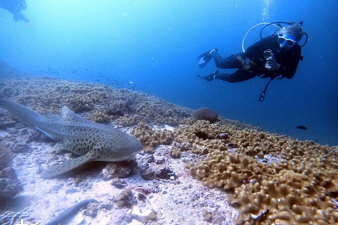 Scuba Diving Trips to Dimaniyat Islands - Food on the Boat: Cakes, Fruit, Sandwiches, and Cold Drinks