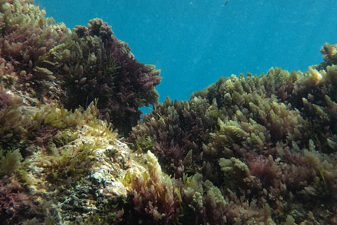 Scuba Diving try dive in Fuerteventura - Gear, Pickup, and Where to Meet Kayaking Atlantis