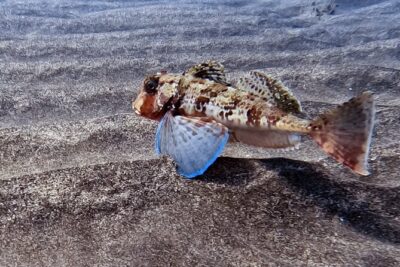 Scuba Diving try dive in Fuerteventura - From Sand to Lava Formations: What You’ll See Underwater