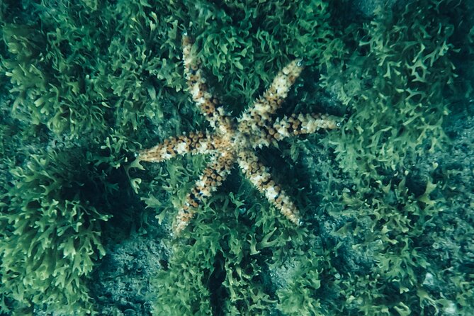 Scuba Diving try dive in Fuerteventura - Photos, Optional Add-Ons, and Planning Your Budget