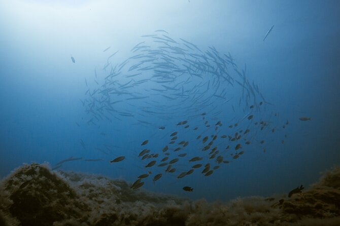 Scuba Diving try dive in Fuerteventura - Should You Book This Scuba Try Session in Fuerteventura?