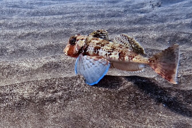 Scuba Diving try dive in Fuerteventura - From Sand to Lava Formations: What You’ll See Underwater