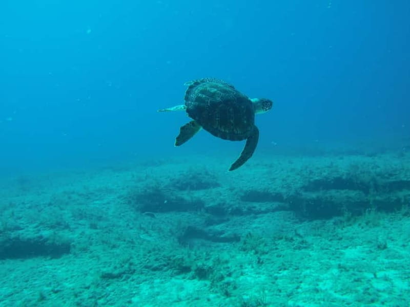 Scuba Diving - Tunnels & Caves - Cape Greco - private guided - Price of $163: Does it feel like value, or just a splurge?