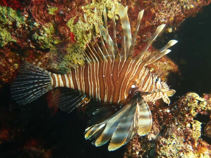 Scuba Diving - Tunnels & Caves - Cape Greco - private guided - Should you book this private guided try-scuba in Cape Greco?