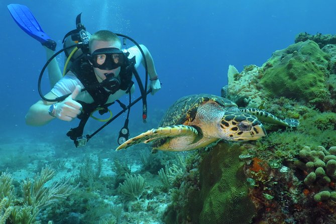 Scuba Diving Under Water Museum and Reef for beginners - Key Highlights You’ll Feel Right Away