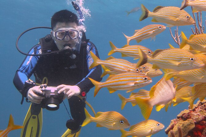 Scuba Diving Under Water Museum and Reef for beginners - Isla Mujeres and Manchones Reef: coral-and-fish time for first-timers