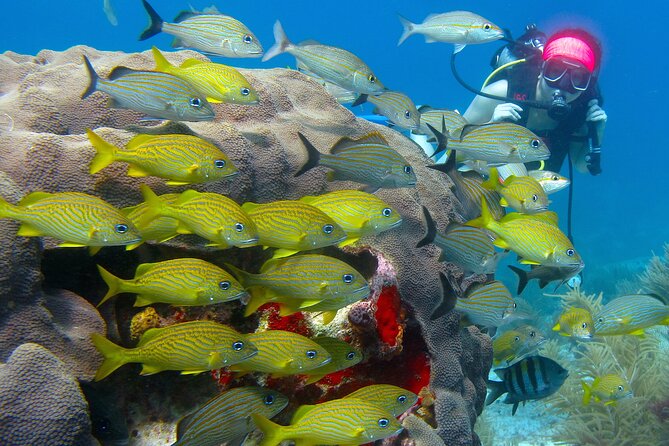 Scuba Diving Under Water Museum and Reef for beginners - Two tank sessions: how long you’ll actually be underwater