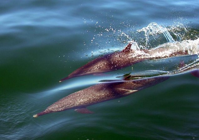 Scuba Diving with a 5-Star PADI Center in Puerto Vallarta - Key things I’d zero in on before you book