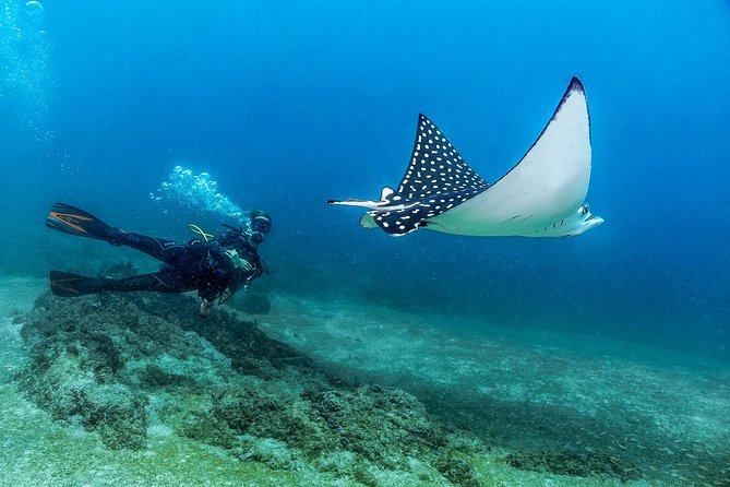 Scuba Diving with a 5-Star PADI Center in Puerto Vallarta - A PADI 5-star Puerto Vallarta tank day: what that means for you