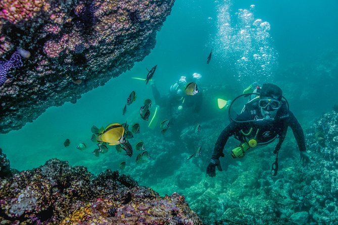 Scuba Diving with a 5-Star PADI Center in Puerto Vallarta - Los Arcos National Marine Park: Devil’s Canyon and El Bajo wildlife spotting