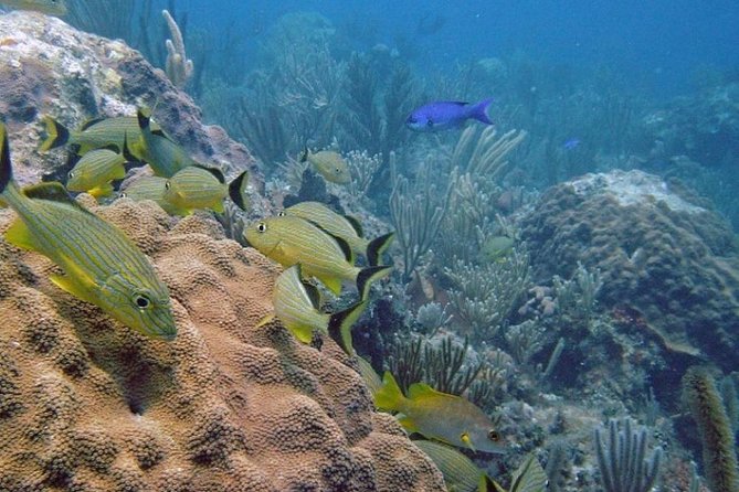 Scuba Doo Diving Experience in Punta Cana - ScubaDoo in Punta Cana: why this feels easier than real scuba
