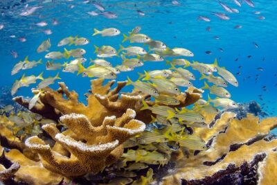 Scuba Doo Diving Experience in Punta Cana - Pickup to Cabeza de Toro: the part you should watch most