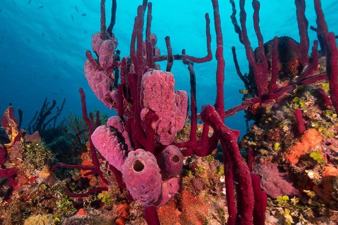 Scuba Doo Diving Experience in Punta Cana - The end of the trip and the photo upsell