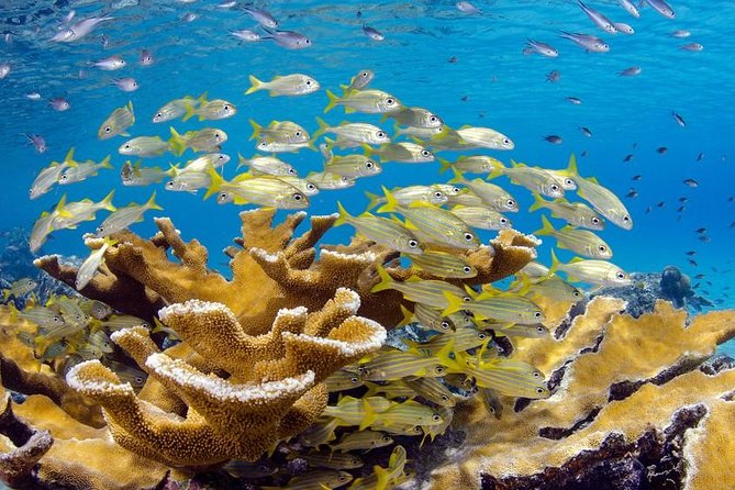Scuba Doo Diving Experience in Punta Cana - Pickup to Cabeza de Toro: the part you should watch most