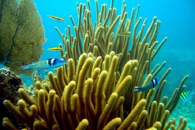 Scuba Doo Underwater Scooter in Punta Cana (Half Day) - Your Underwater Scooter Turn: How to Get the Most From 15 Minutes