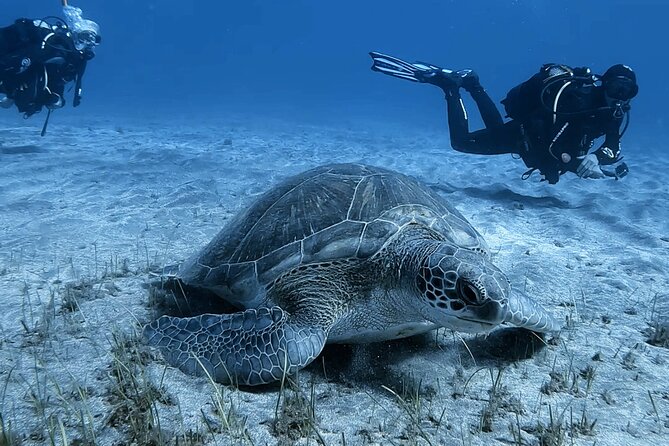 Scuba Experience in Tenerife with Guide - Marine life expectations: what to watch for underwater