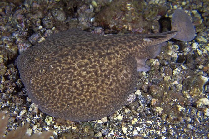 Scuba Night Dive on Tenerife - Meeting at the Scubanana base in Puerto Deportivo (Radazul)