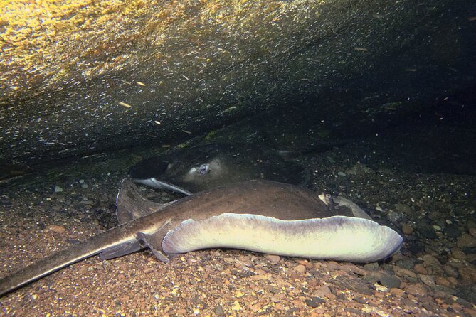 Scuba Night Dive on Tenerife - Who should book this, and who should skip it