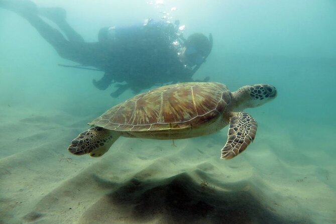 Scuba Tour for Certified Divers in San Juan - Key things I’d bet on