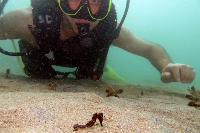 Scuba Tour for Certified Divers in San Juan - Price and value: is $91 fair for what you get?