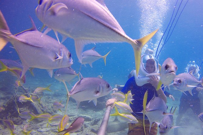 Sea Trek Helmet Dive at Coral World Ocean Park - After the Helmet Session: Use Your Included Park Time