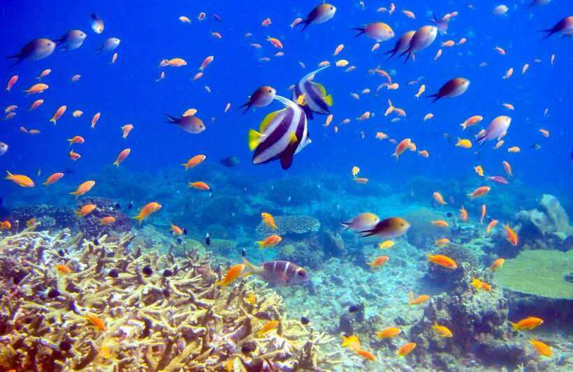 Semporna: Bohey 3 Islands Hike, Snorkel/Dive Tour with Lunch - Snorkeling vs DSD scuba intro: what to choose for your comfort level