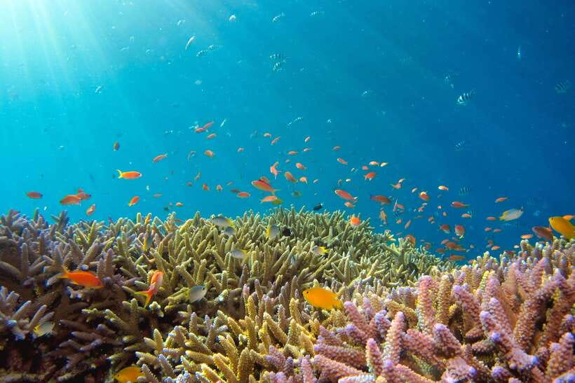 Semporna: Explore 3 Islands Tour Snorkel or Dive & Lunch - Mataking Island: beach time plus another strong underwater window