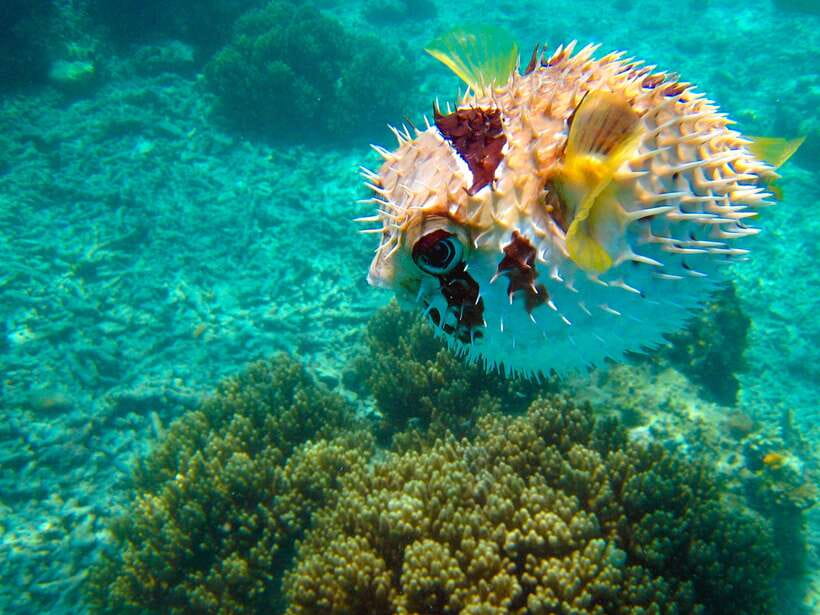 Semporna: Mabul and Kapalai Trip in Snorkel or Dive & Lunch - Lunch at Mabul: what “included” actually looks like