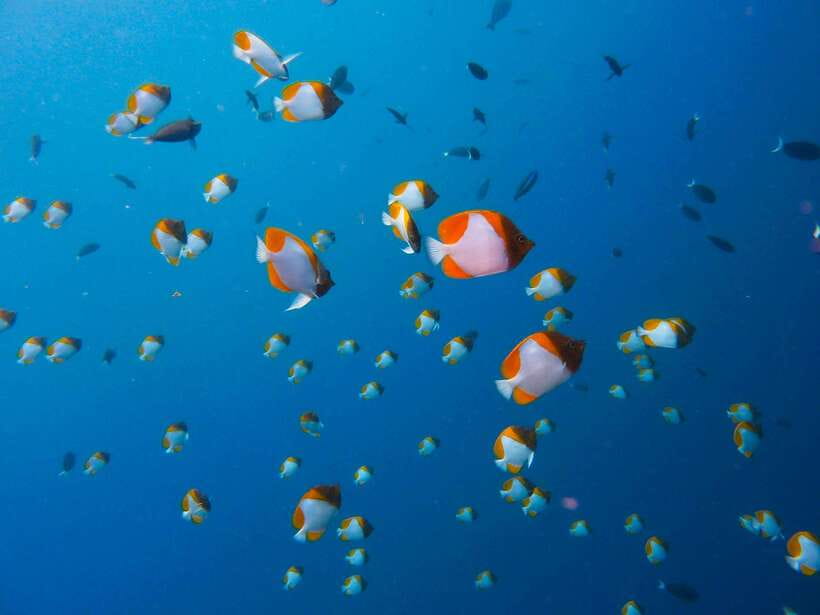 Semporna: Mabul and Kapalai Trip in Snorkel or Dive & Lunch - Snorkeling or DSD scuba near Mabul: the part that matters most