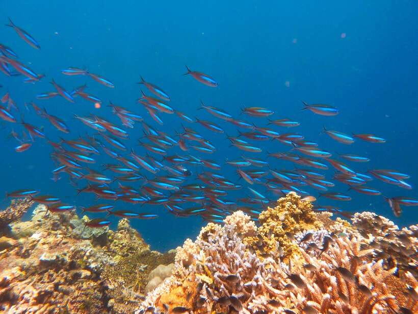 Semporna: Mabul and Kapalai Trip in Snorkel or Dive & Lunch - What’s included in the $57 price (and where you’ll spend extra)