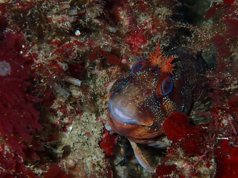 Sesimbra: Arrábida Marine Reserve Scuba Diving Experience - Photos and SSI certification: turning one session into a credential