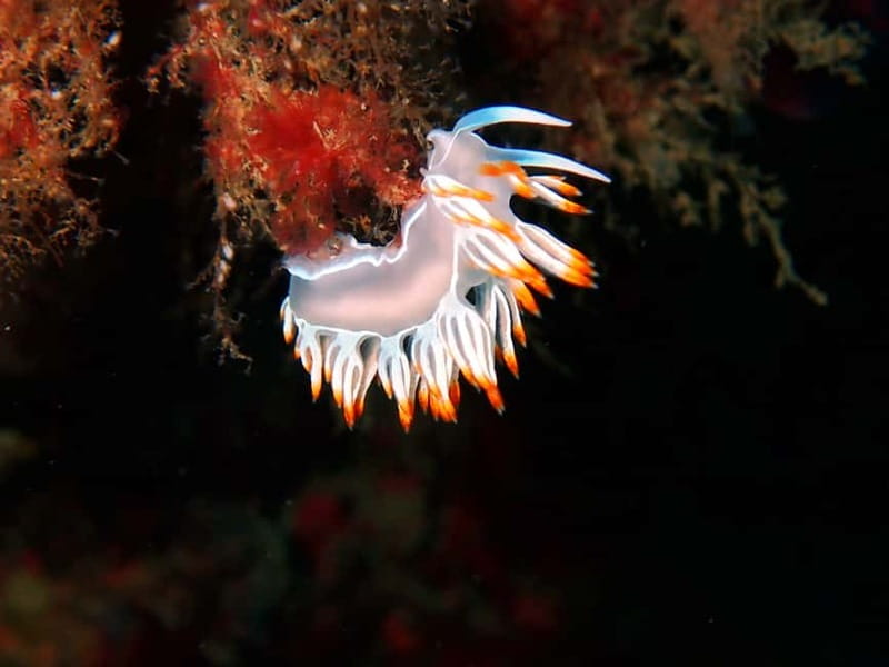 Sesimbra: Arrábida Marine Reserve Scuba Diving Experience - Price and value: what $136 covers (and what it doesn’t)