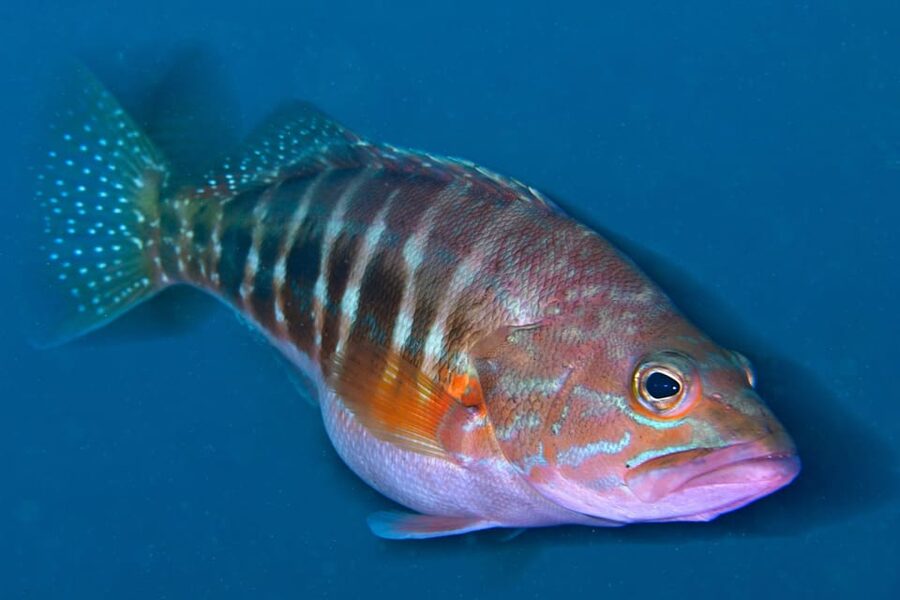 Sesimbra: Scuba Diving Experience for Beginners - Price of $116 for 2 hours: is it worth it?