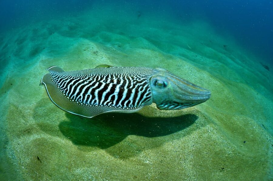 Sesimbra: Scuba Diving Experience for Beginners - Practical tips so you feel relaxed from the start