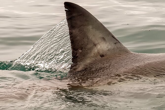 Shark Cage dive in Gansbaai see Bronze & Other, sometimes Great Whites - Early Cape Town pickup: the sunrise part is the whole warm-up