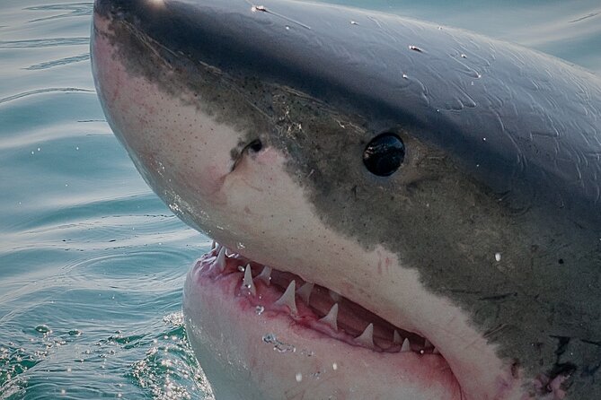 Shark Cage dive in Gansbaai see Bronze & Other, sometimes Great Whites - Shark Alley anchoring: why the location matters for your sightings