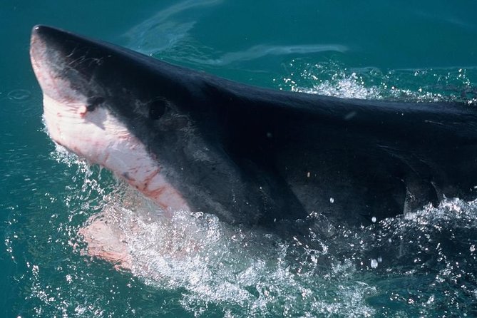 Shark Cage dive in Gansbaai see Bronze & Other, sometimes Great Whites - Food, snacks, and drinks: how they make a long day work
