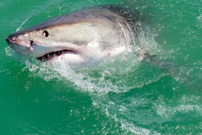 Shark Cage dive in Gansbaai see Bronze & Other, sometimes Great Whites - In the cage: safety briefing, wetsuits, and the species list you should know