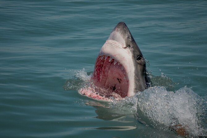 Shark Cage dive in Gansbaai see Bronze & Other, sometimes Great Whites - Price and value: $242 can feel fair here if you want the whole package