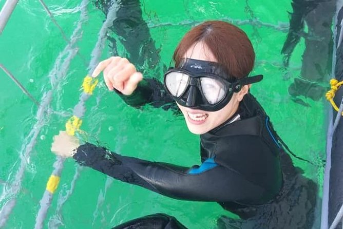Shark Cage Diving - Shark wellbeing and education: how the operation keeps it responsible