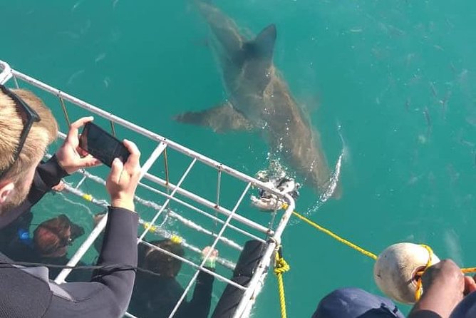 Shark Cage Diving - Weather reality: the one variable you can’t control