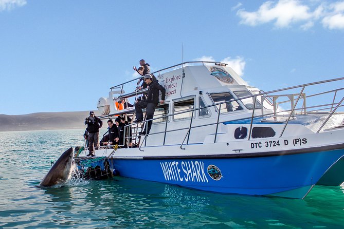 Shark Cage Diving - Adventure Meets Conservation! - Key things that make this tour worth your time