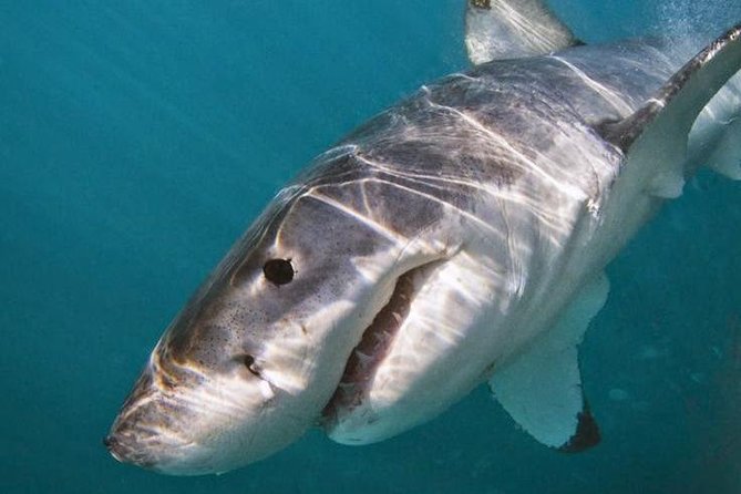 Shark Cage Diving - Adventure Meets Conservation! - Gansbaai cage time: what you’re really signing up for