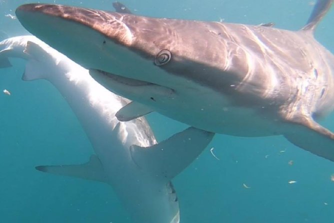 Shark Cage Diving - Adventure Meets Conservation! - Crew house welcome, light breakfast, and the safety briefing you should take seriously