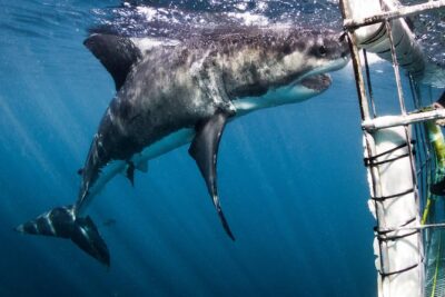 Shark Cage Diving - Adventure Meets Conservation! - From Cape Town and the meeting point: how the day starts