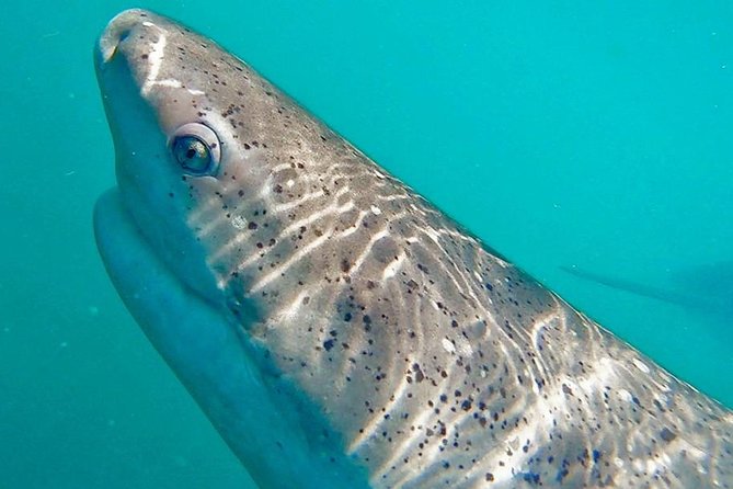 Shark Cage Diving - Adventure Meets Conservation! - The 20-minute boat ride: where nerves go to sea
