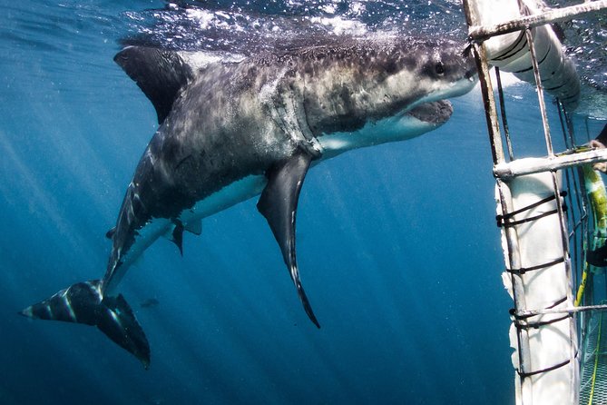 Shark Cage Diving - Adventure Meets Conservation! - From Cape Town and the meeting point: how the day starts