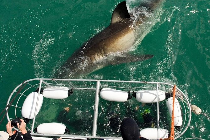 SHARK CAGE DIVING and VIEWING (Incl. transfers from Cape Town) - Kleinbaai Harbour setup: gear, showers, and a real safety briefing