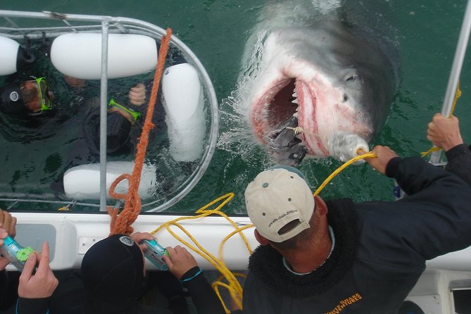 SHARK CAGE DIVING and VIEWING (Incl. transfers from Cape Town) - Shark Alley by catamaran: the cage design and your viewing time